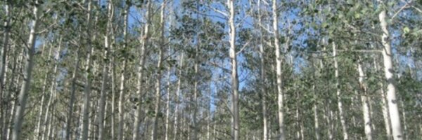 chrishote Profile Banner