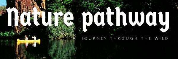 Untamed Path banner