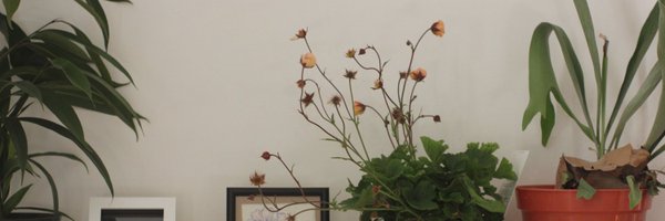 Nonphenomenally Profile Banner