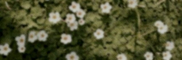 HS_dangsoso's profile banner image