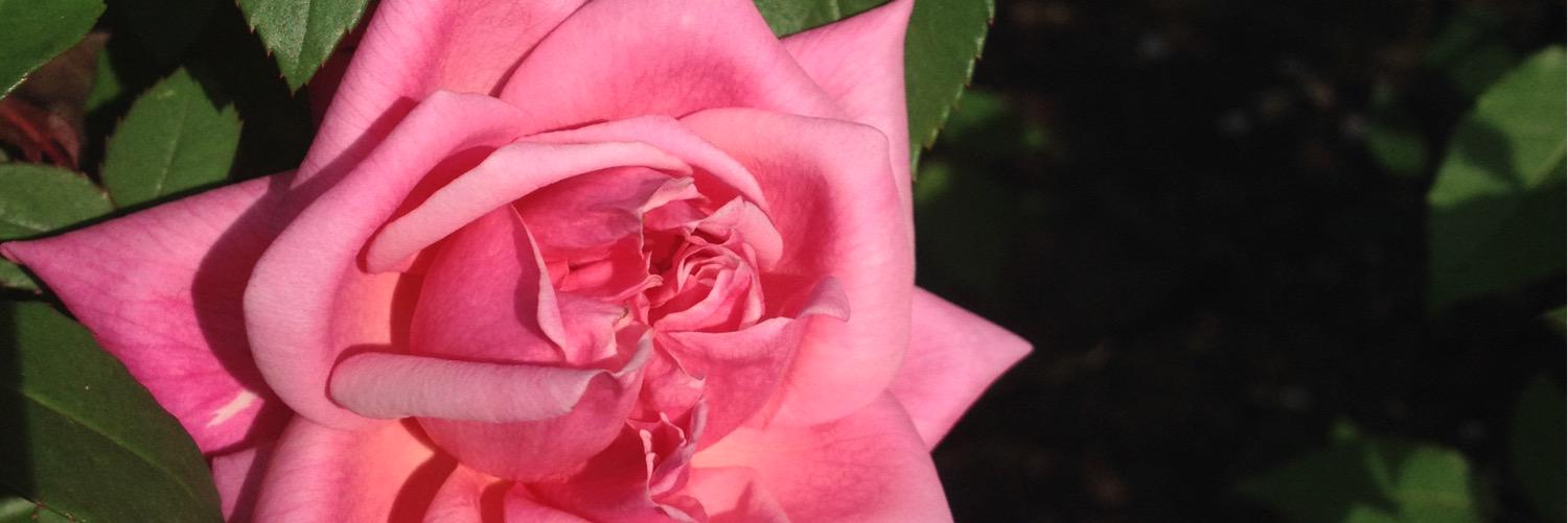 katswartz's profile banner image
