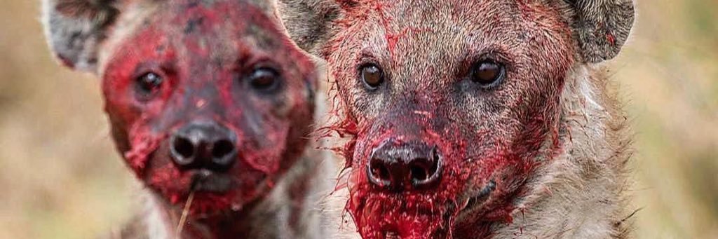 skruffbag's profile banner image