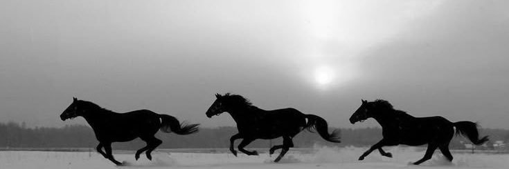 safiya lewellyn fayyad banner