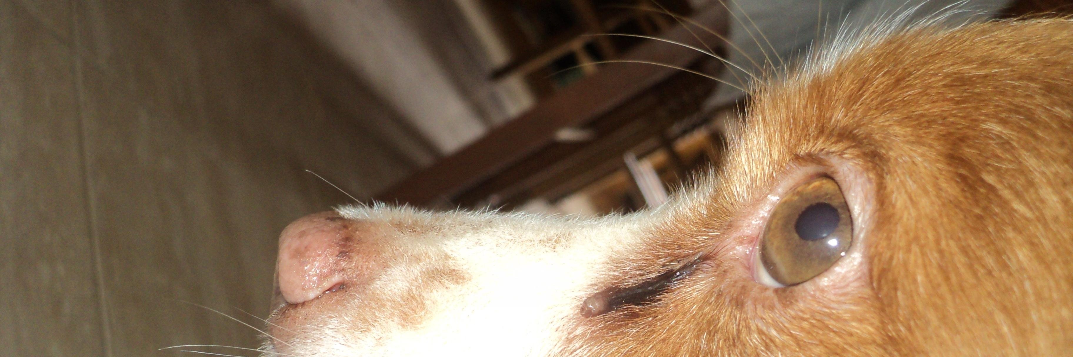 PaachiFuentes's profile banner image