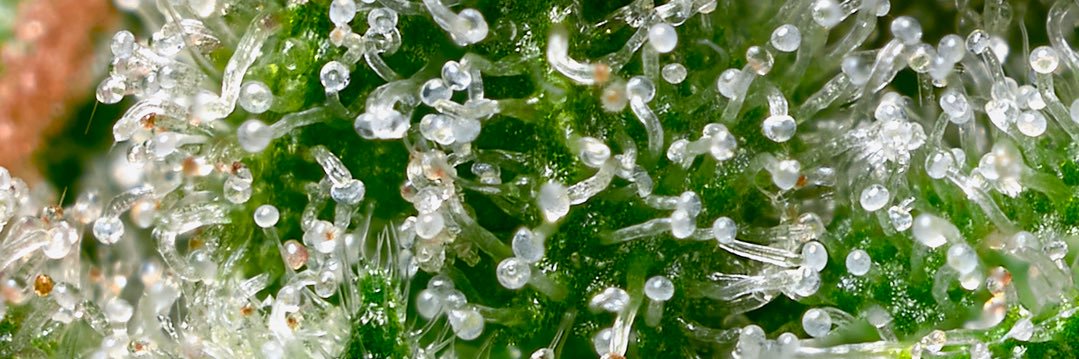 Deep Search Selections banner