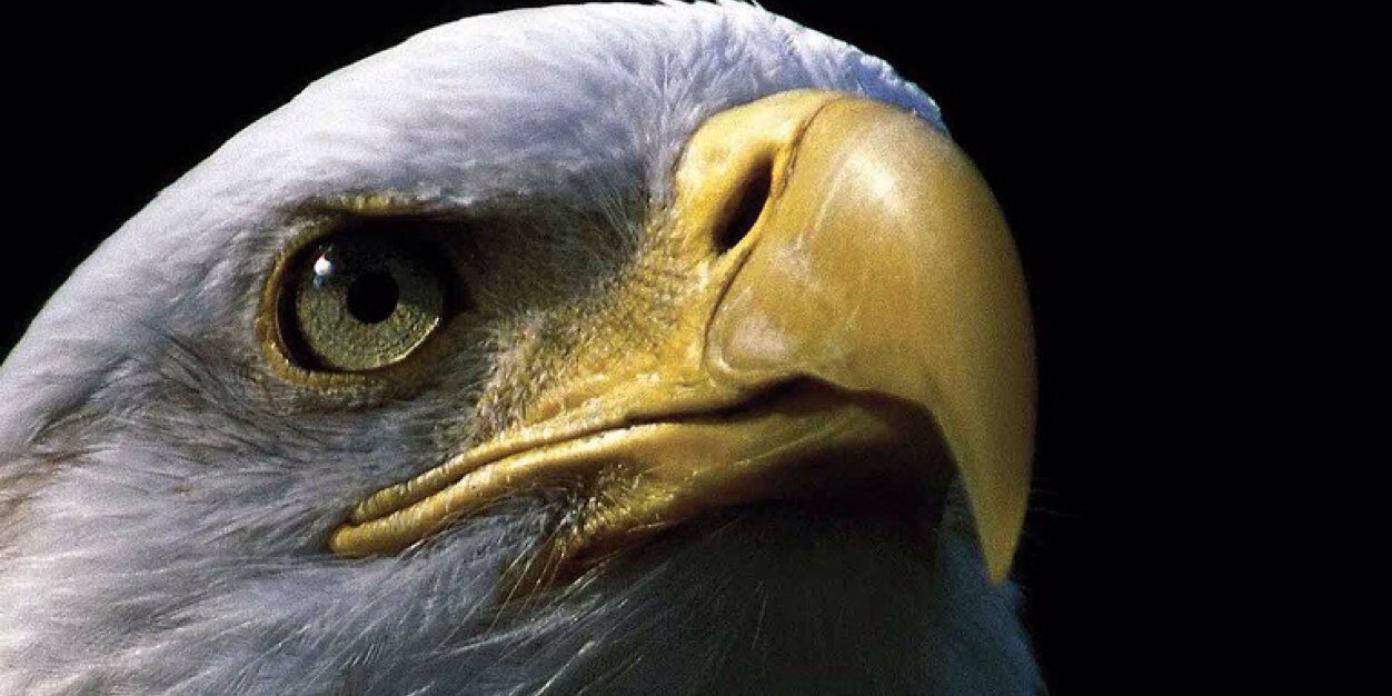 JCDbaldeagle's profile banner image
