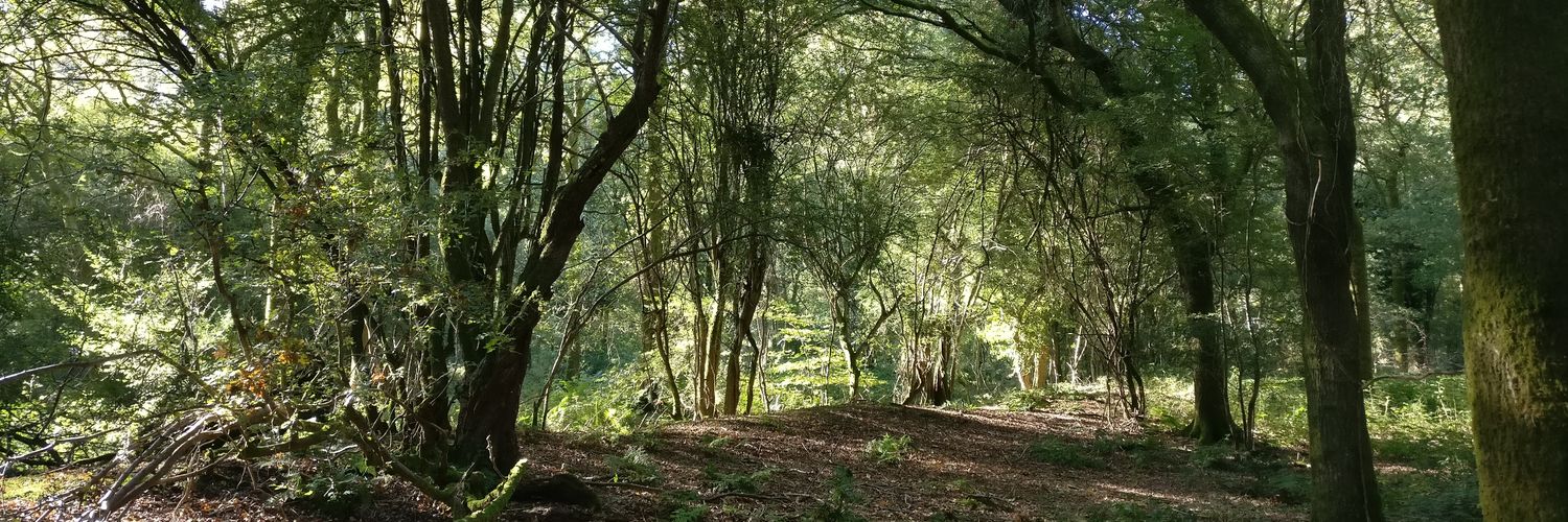 chloepeyser's profile banner image