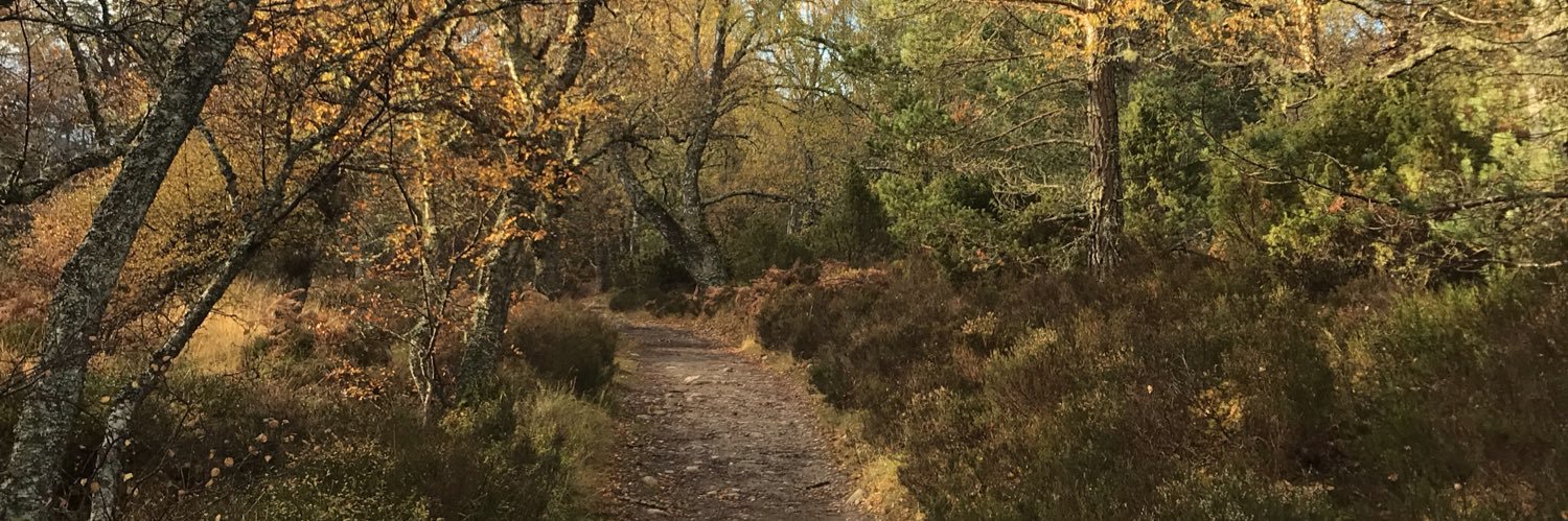 Federica Stefani banner