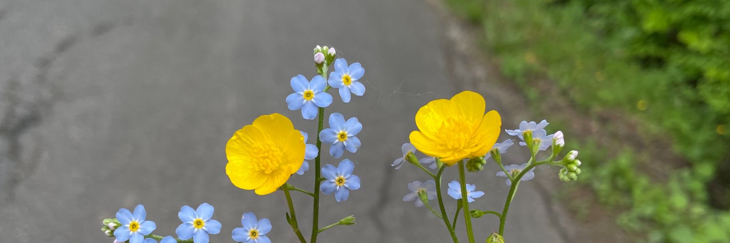 melroseprose's profile banner image