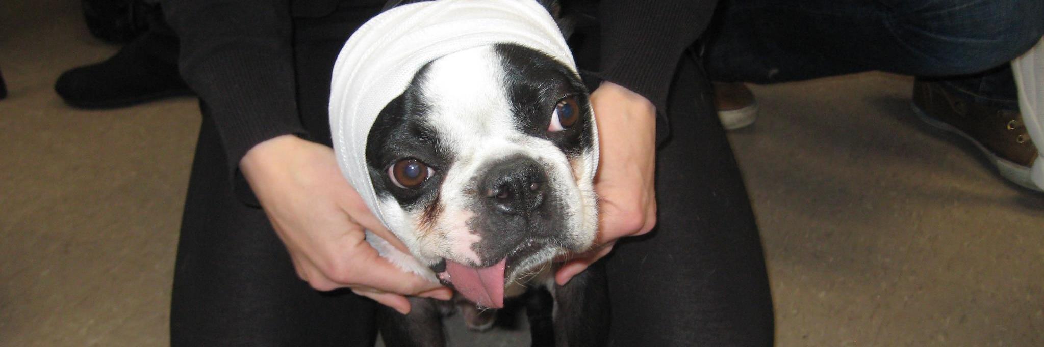 RoyalPooch's profile banner image