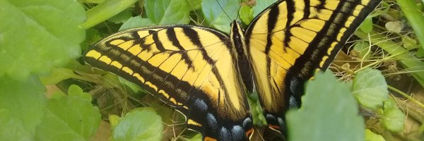 MARCOHSLP Profile Banner