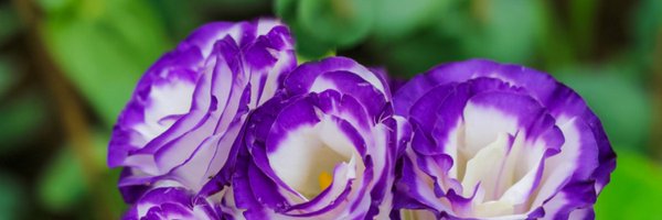 starandseen Profile Banner