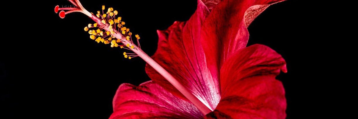 Moge 🌺 banner