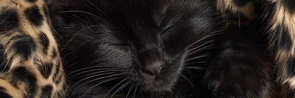 user033396 Profile Banner