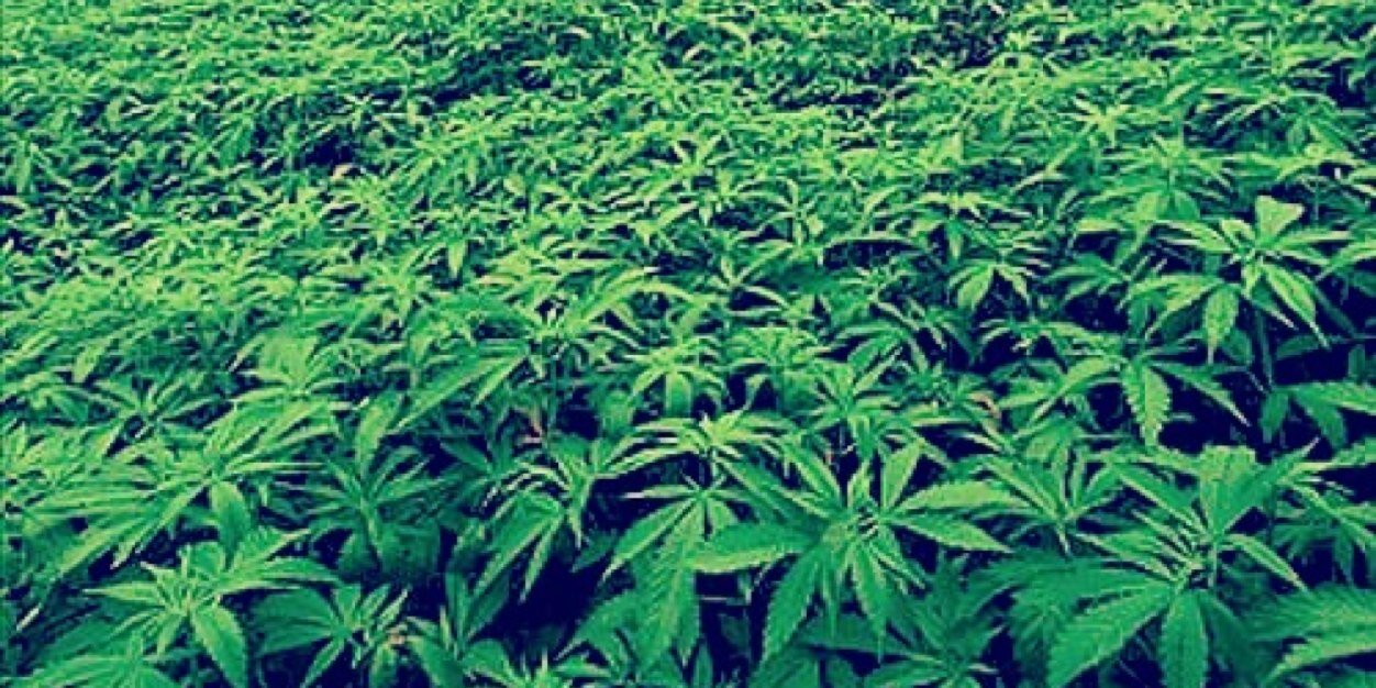 HigherStoner's profile banner image