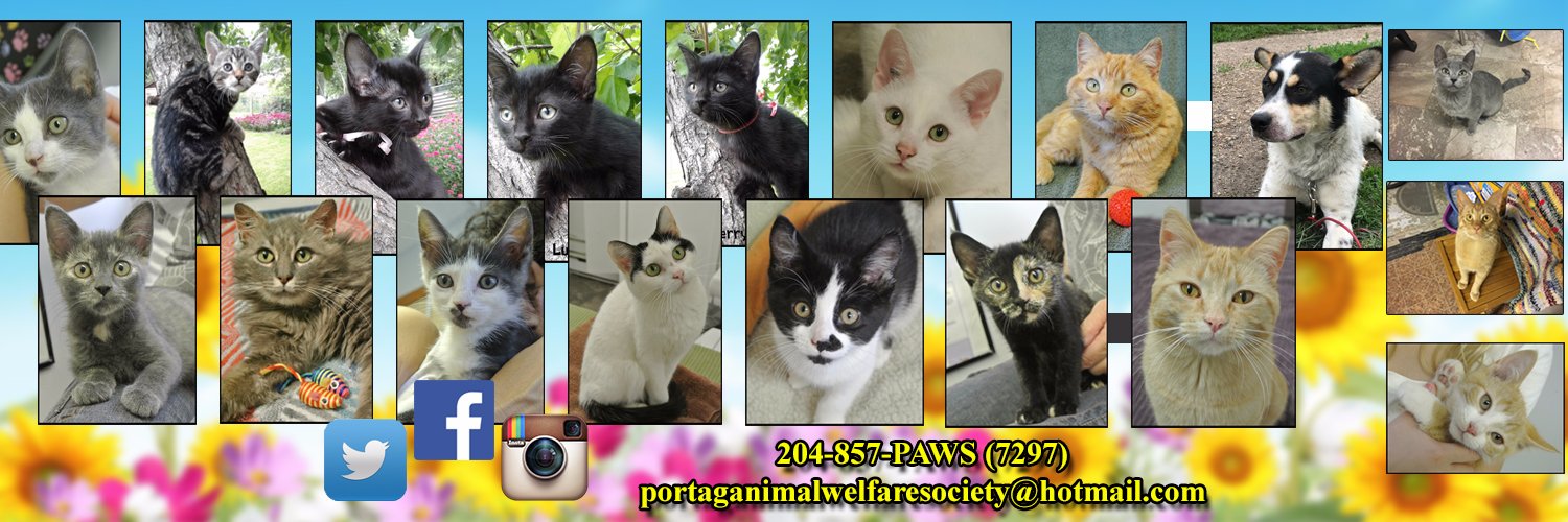 PAWSPortage's profile banner image