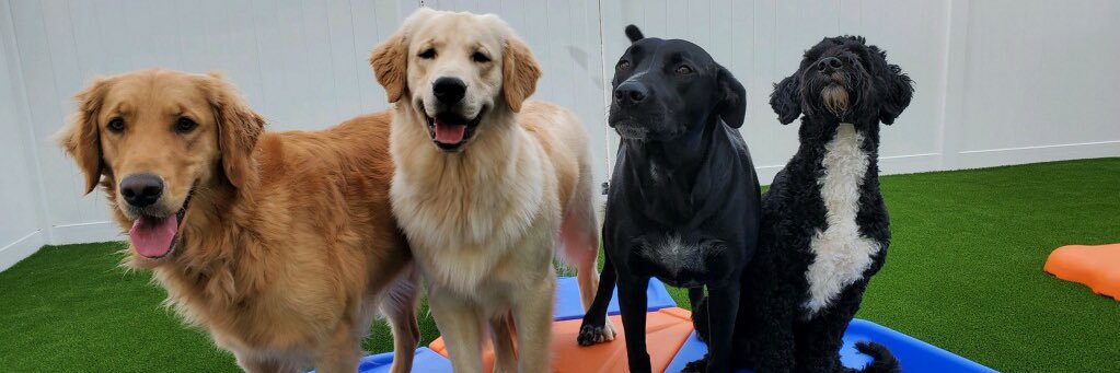 OkieDogTrainer's profile banner image