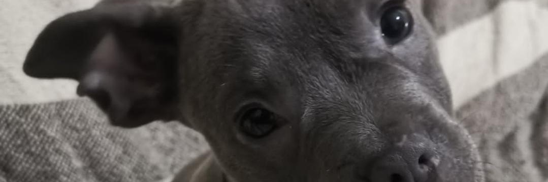 Isabella33's profile banner image
