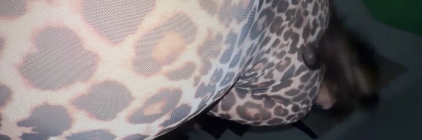 sideoats_gramma's profile banner image