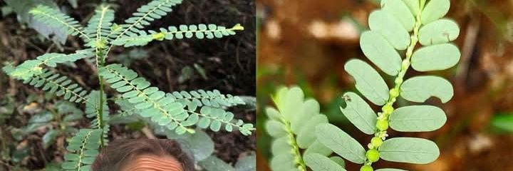 Ahu Nwa Echeta Nna 1 banner