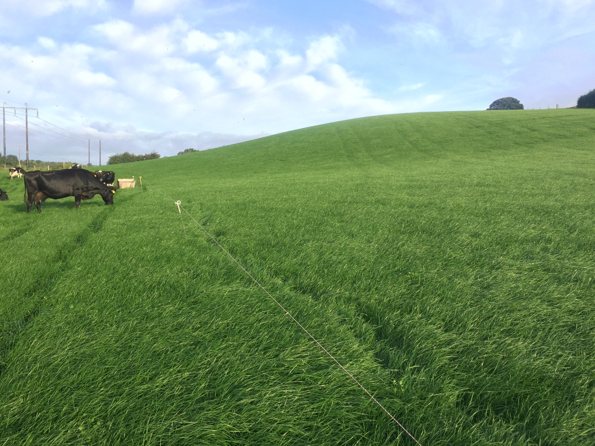 Cathal mc aleer banner