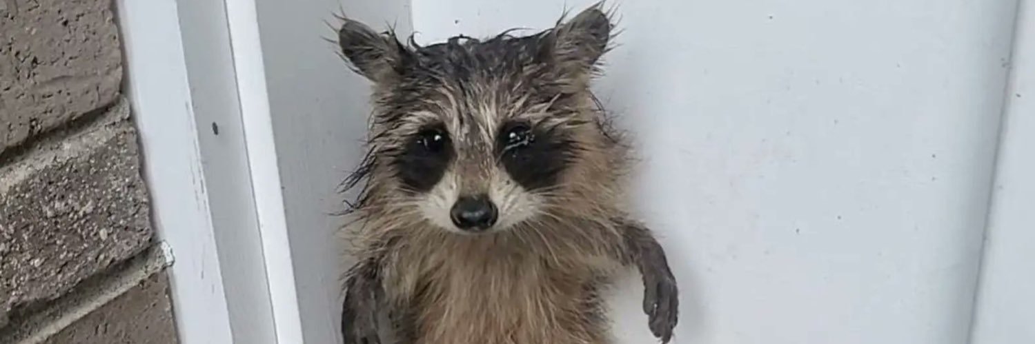 アライグマは倒れない banner