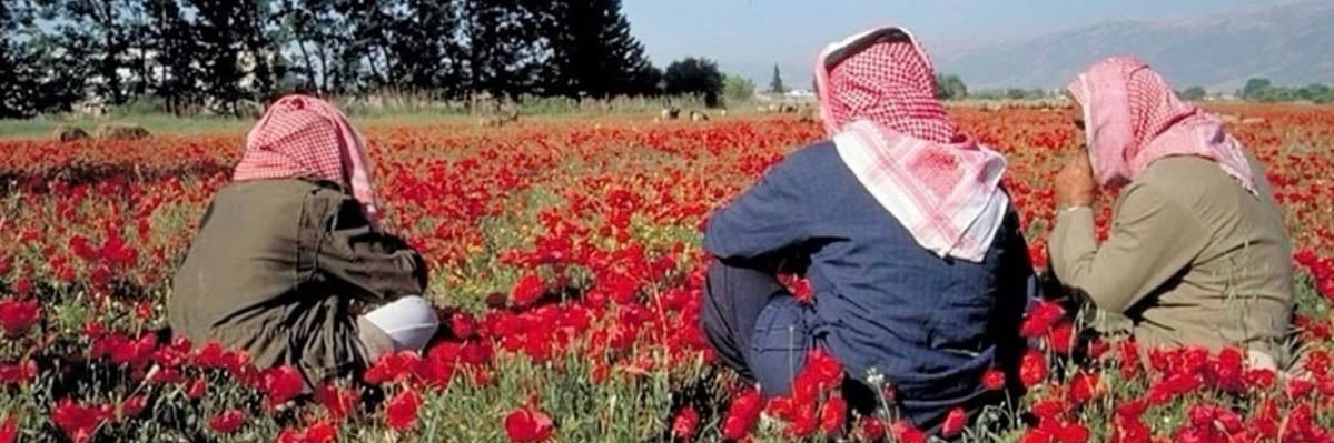 l'acool me ruine la vie 🚩 banner