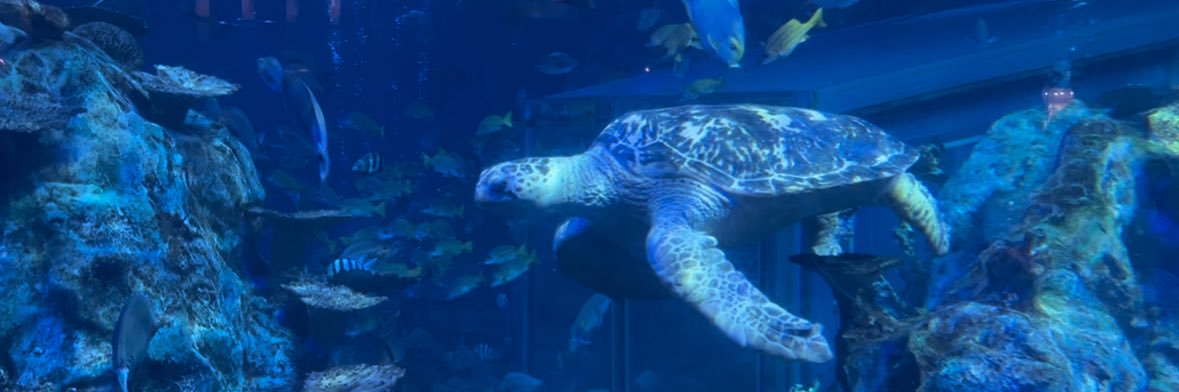 カノンドロフ◂Ⓘ▸ banner