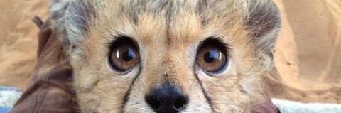 ZadeTheCheetah banner