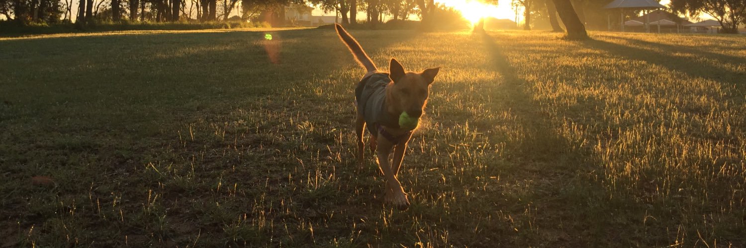 forpawsaus's profile banner image