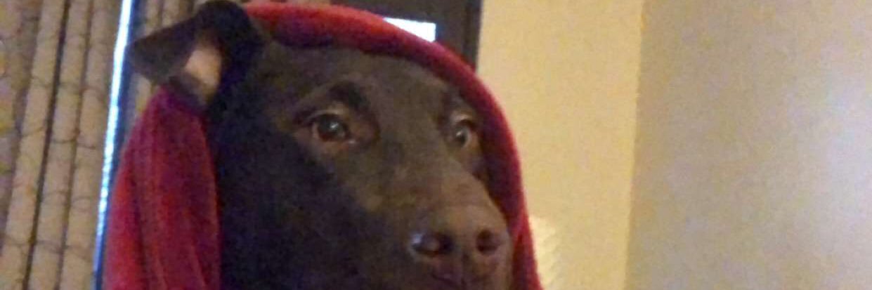 NotJoeTaliatelo's profile banner image