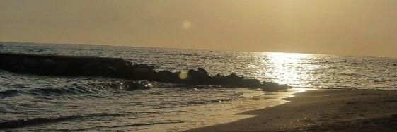 Summer Breeze🌴 banner