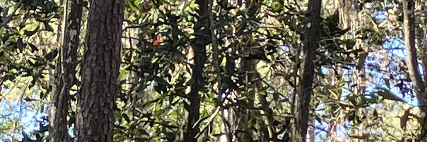 Matthew Reisman banner