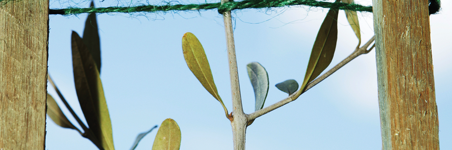 FoundationCCC banner