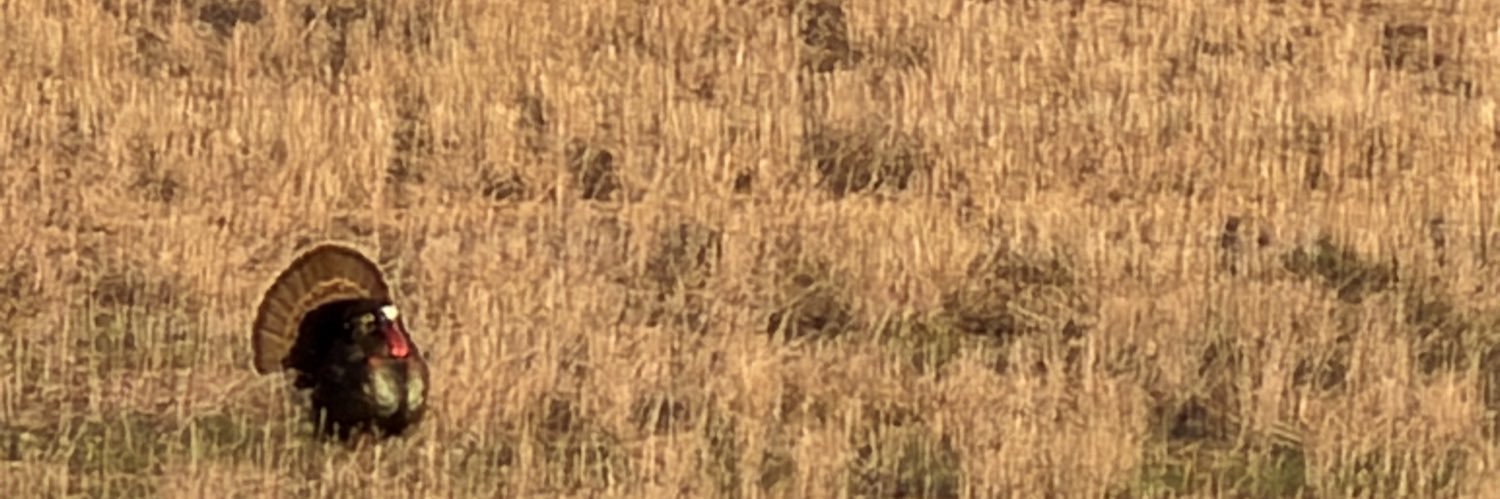 Rob Leicht banner