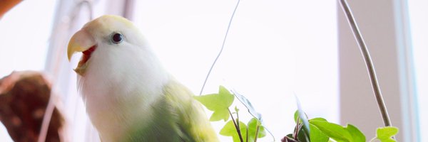 Jacks_miro Profile Banner