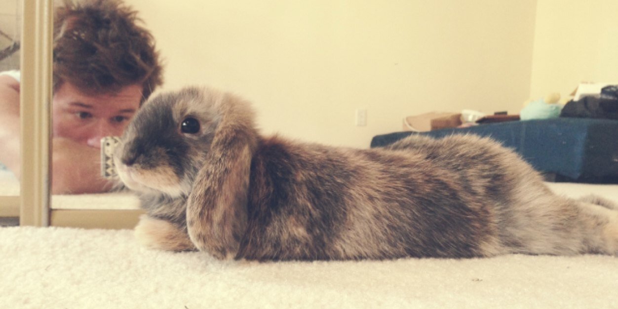 BunearyBuns's profile banner image