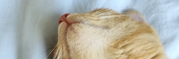 Halibutttt Profile Banner