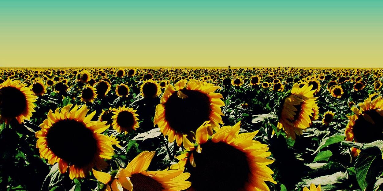 Jessica Zelvin banner