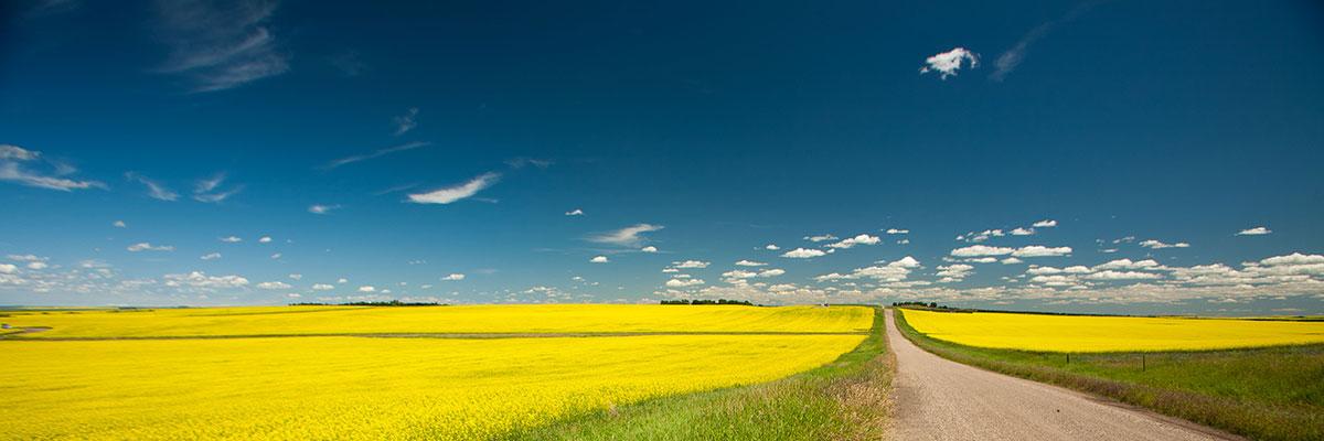 sugar “not barbara stanwyck” kowalcyk banner