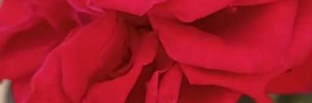 Free Promo Page banner