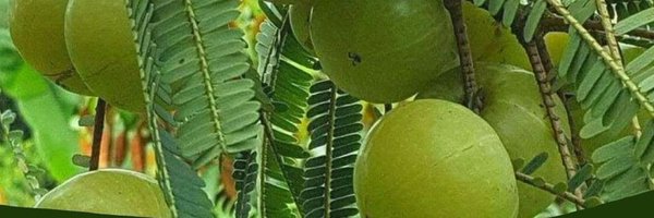 Deepika161568 Profile Banner