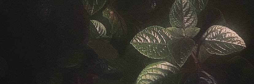 Ignacio banner