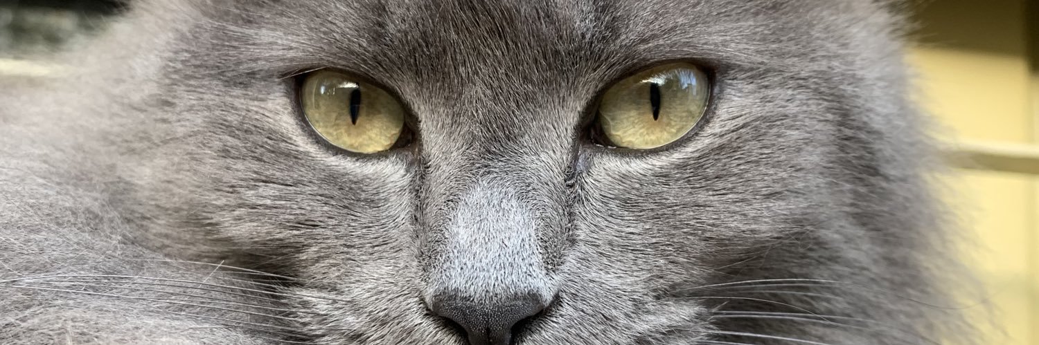 luzzbelito0's profile banner image