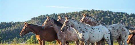 JimmyAppaloosa's profile banner image