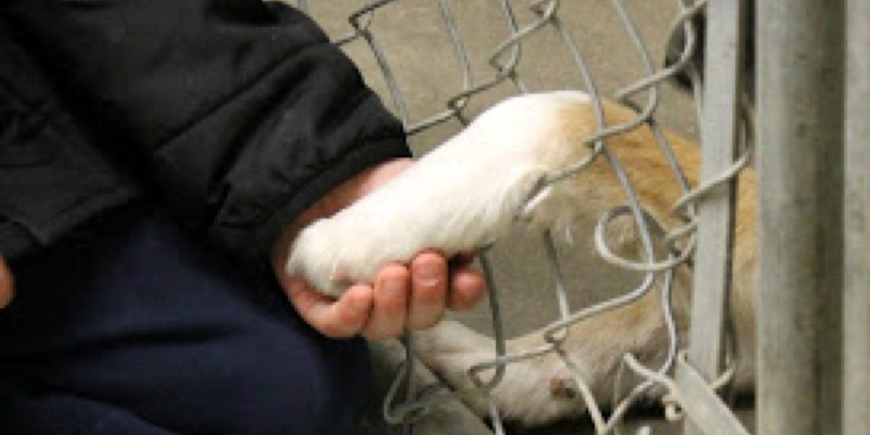 🐾Brooks Animal Protection Society🐾 banner