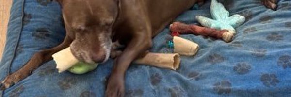 PawsnTals4TX Profile Banner