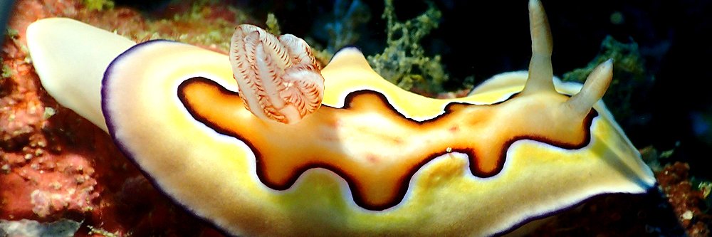 balimarinedive's profile banner image