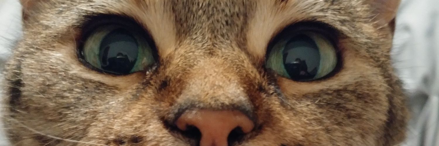 🐱 Suzy S 🐱 banner