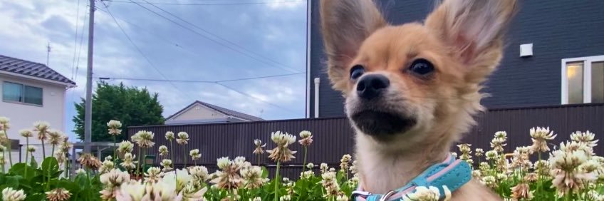🐶🦴ナ・ポ(3さい)🦴🐶 🐕's banner
